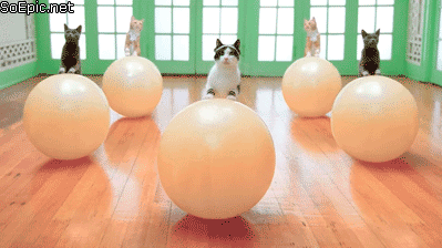 Cats on exercise balls